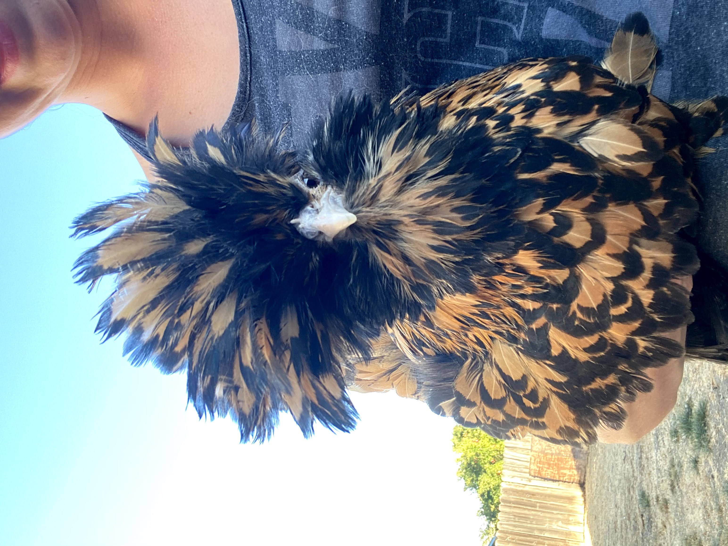 An image of my favorite chicken, Frida