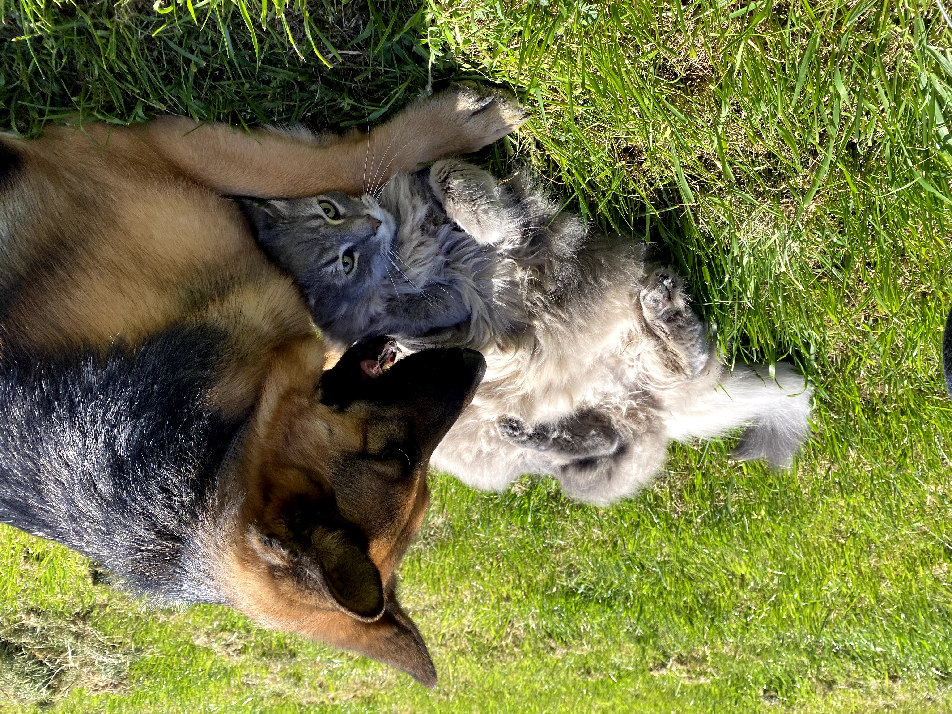 A cat putting up with a dogs love. Ah, `siblings`.