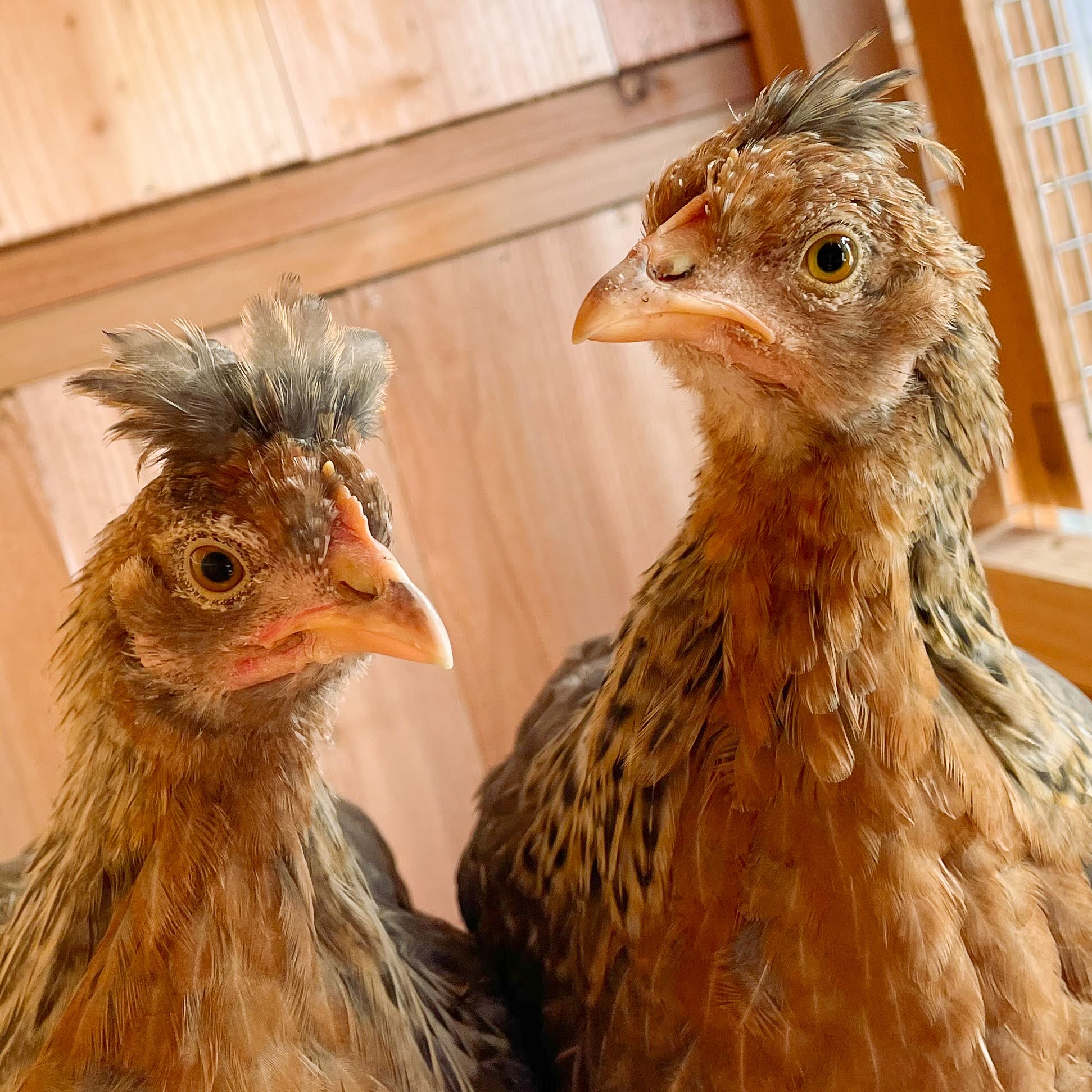 a picture of my 3 small chickens in their coop.